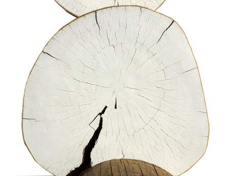 white background cracked log textureの写真素材