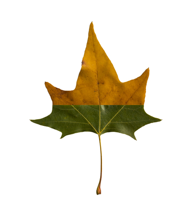 maple leaf composed of two colorsの写真素材