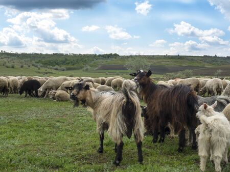 sheep graze in a green meadowの写真素材