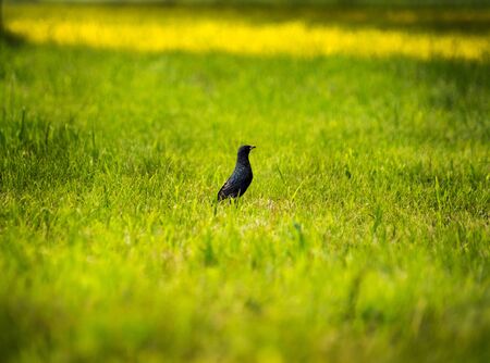 blackbird sits on green grass in the sunの写真素材