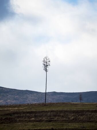 lonely tree grows on a hill on the horizon