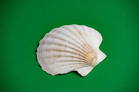Closeup photo of scallop shell nature single