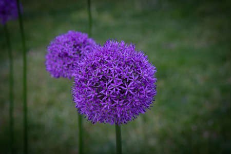 Two purple flowers of ornamental onions together green
