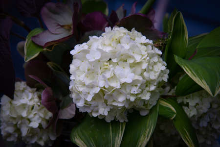 French hydragea nature botany flower white colorful