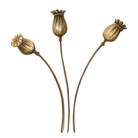 Poppy bulbs set. Autumn vintage botanical watercolor illustration. Isolated realistic elegant poppy capsules on white background. Hand painted seasonal clipart for autumn holidays, Thanksgiving day.の写真素材