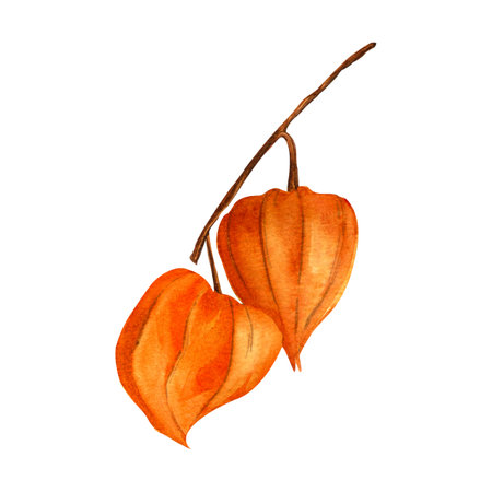 Physalis. Autumn botanical watercolor detailed elegant illustration. Isolated realistic twig with physalis fruit on white background. Hand painted seasonal clipart for autumn holidays, prints, cardsの写真素材