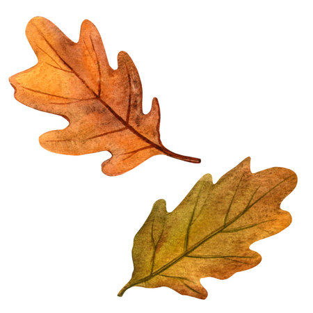 Oak leaves set. Autumn elegant botanical watercolor illustration. Isolated oak leaf on white background. Hand painted seasonal clipart collection for autumn holidays, Thanksgiving, fall events, fairsの写真素材