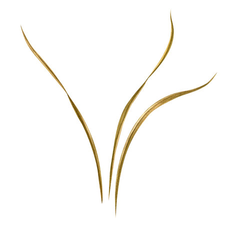 Dried grass. Isolated watercolor autumn botanical element with white background. Good for fall pattern, print, autumn composition, decoration, textileの写真素材