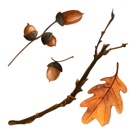 Oak leaf and acorns set. Autumn botanical watercolor illustration. Isolated oak branch with acorns and leaf on white background. Hand painted seasonal clipart for autumn holidays, Thanksgiving dayの写真素材