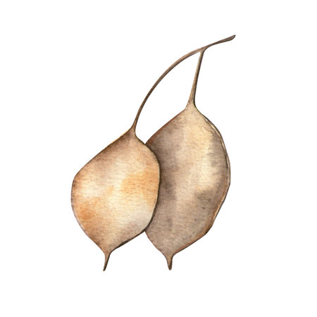 Lunaria. Isolated watercolor botanical element with white background. Good for pattern, print, autumn composition, decoration, card, textileの写真素材