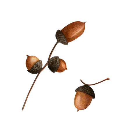 Acorns set. Autumn botanical watercolor illustration. Isolated realistic branches of acorns on white background. Hand painted seasonal clipart for autumn holidays, Thanksgiving day and fall eventsの写真素材