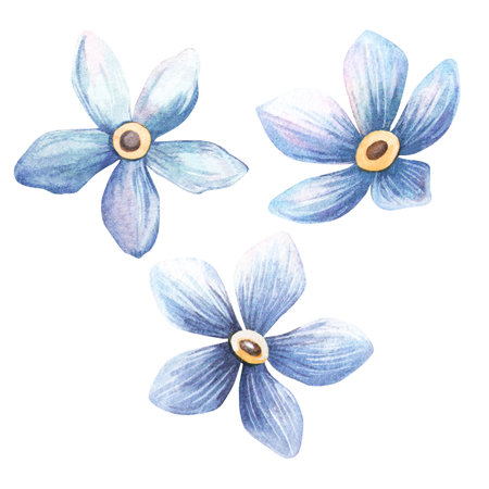 Forget-me-not set. Romantic isolated watercolor illustration of blue flowers in vintage style. Perfect for botanical design, love and natural decoration, greeting cards, invitation, labels, textiles.の写真素材