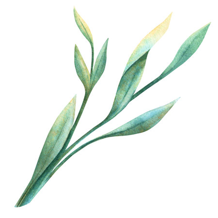 Grass twig with green leaves. Watercolor botanical illustration in vintage style Perfect for natural and rustic romantic themes, eucalyptus, tarragon, floral decor and seasonal spring decoration.の写真素材