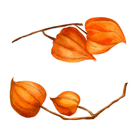 Physalis branches. Autumn botanical watercolor detailed elegant illustration. Isolated realistic twig with physalis fruit on white background. Hand painted seasonal clipart for fall holidays, printsの写真素材