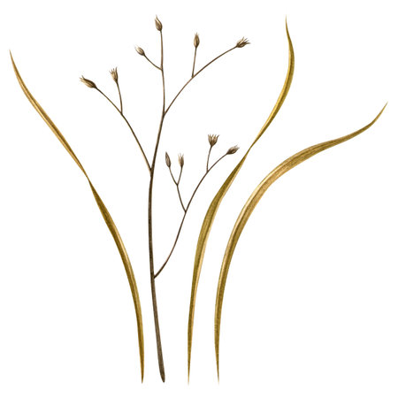 Field grasses in warm tones. Watercolor hand drawn illustration of various meadow grass, herbs. Botanical detailed set for seasonal decor, cards, postcards, elegant warm fabrics, wrapping, patterns.の写真素材
