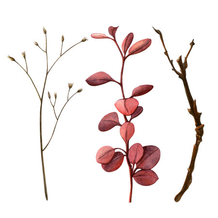 Autumn branches. Watercolor hand-painted set of different types of twigs. Perfect for botanical designs and natural themes, floral fabric, fall card, seasonal postcard, harvest, thanksgiving day decorの写真素材