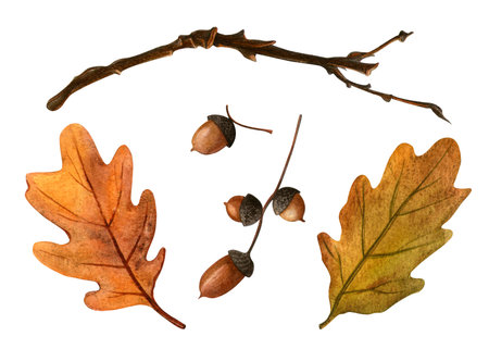 Oak branch with autumn leaves and acorns. Watercolor isolated clipart for fall and natural projects. Botanical seasonal illustration perfect for design, print, fabric, pattern, wrapping or backgroundの写真素材