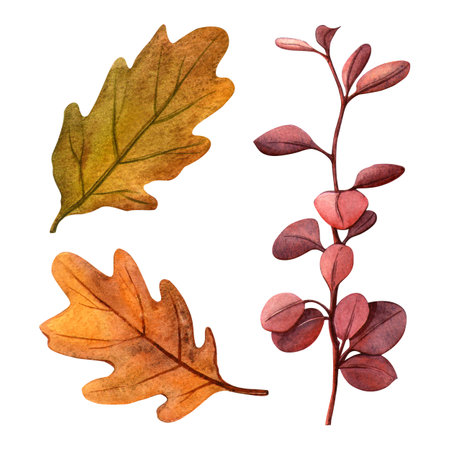 Autumn dry leaves from oak and shrub plants set. Watercolor detailed autumn clipart. Perfect for for fall-themed designs, botanical decoration, seasonal cards, postcards, vintage decorの写真素材