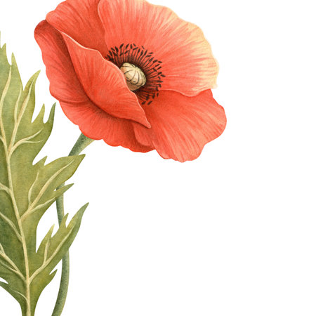 Bright poppy flower with green leaf elegant frame. Floral botanical template. Perfect for Remembrance, Memorial, ANZAC, Victory, Veterans Day decoration, home textile and kitchenware, seasonal design.の写真素材