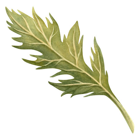 Green leaf of poppy flower isolated botanical illustration. Hand-drawn watercolor element. Perfect for spring or summer bouquet, home textile or fabric, floral borders and frames, flowers poppies setの写真素材