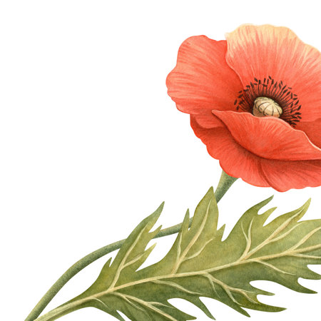 Bright poppy flower with green leaf elegant frame. Floral botanical template. Perfect for Remembrance, Memorial, ANZAC, Victory, Veterans Day decoration, home textile and kitchenware, seasonal design.の写真素材