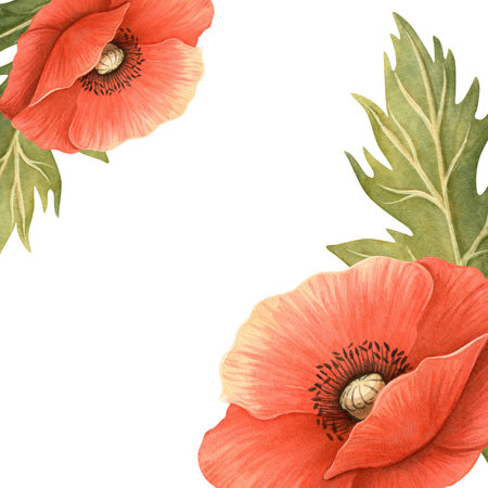 Red poppies bright floral template. Elegant hand-drawn frame with detailed flowers and leaves with white background. Perfect for seasonal garden decoration, Memorial, ANZAC Day, womens day postcardの写真素材