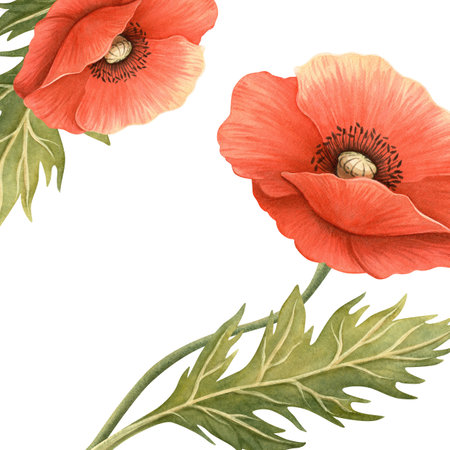 Bright red poppies flowers with green foliage floral frame. Elegant hand-drawn botanical square banner template. Perfect for seasonal decoration, Memorial, ANZAC, Veterans Day, womens day postcardの写真素材