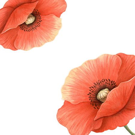 Poppies bright floral template. Elegant hand-drawn frame with detailed flowers and leaves with white background. Perfect for seasonal garden decoration, Memorial, ANZAC Day, womens day postcardの写真素材