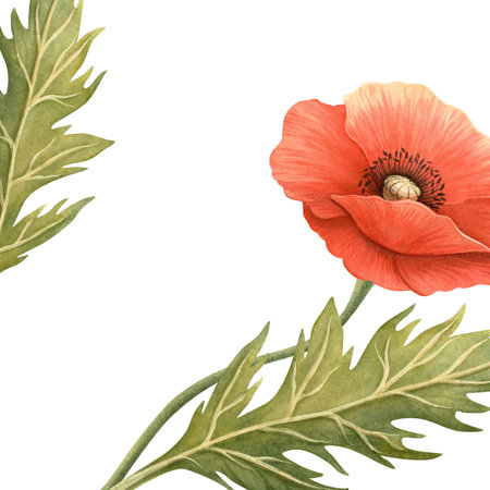 Red poppy flower with green leaves summer frame. Floral botanical banner with template. Perfect for Memorial, ANZAC, Veterans Day decoration, home textile and kitchenware, seasonal design.の写真素材