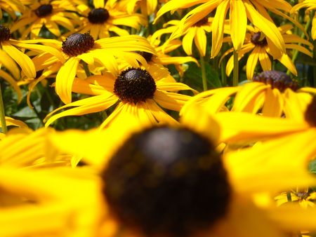Black-eyed susan flowers receding into distanceの写真素材
