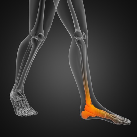 human radiography scanの写真素材