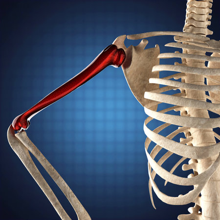 human skeleton model on blue backgroundの写真素材
