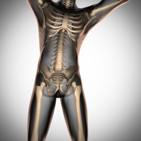 human radiography scan  with bonesの写真素材