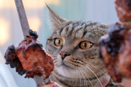 Hungry tabby cat looks at meat. Barbecue season. Cat and meat.の写真素材