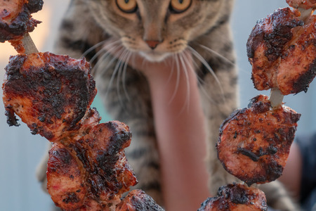 Grilled meat on skewers. Hungry cat looks at meat. Cat on the background of meat grill.の写真素材