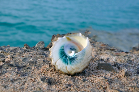 Blue seashell against the blue sea.の写真素材