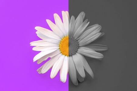 Large daisy closeup on a purple background. Half chamomile in color, half chamomile black and white. The concept of old ageの写真素材