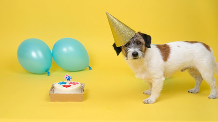 Funny Jack Russell Terrier pet with a festive hat having a b-day party. Dog with paw print birthday cake and birthday candle on a yellow background, copy space.の写真素材