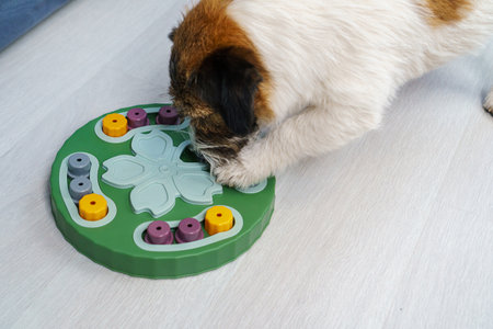close-up Smart Jack Russell Terrier dog finds dried treats and cheese hidden under cone during mental exercise memory game at home to stimulate the brain and provide intellectual developmentの写真素材