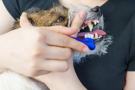 Girl cleans her pet's teeth. Tartar and its prevention.の写真素材