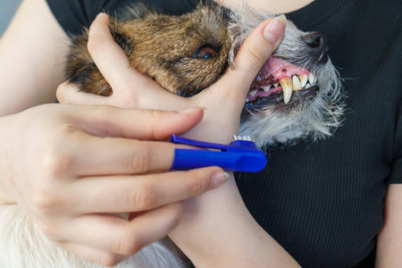 Girl cleans her pet's teeth. Tartar and its prevention.の写真素材