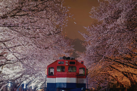 A train passes through a beautiful landscape of cherry blossom trees at night, with the train's red, white, and blue colors standing out against the pink and purple hues of the blossoms.の写真素材