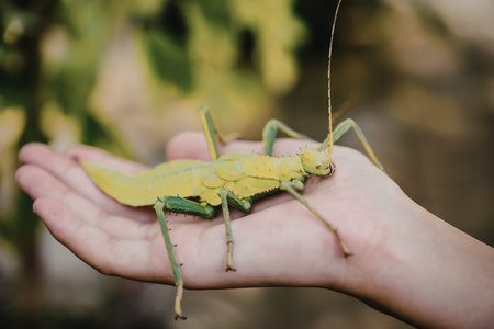 A person is gently holding a large green praying mantis on their hand, showcasing the insect's...
