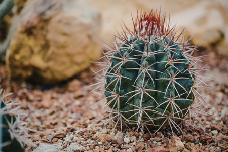 A close-up of a small green cactus with sharp white and red spines, sitting on brown soil with rocks...