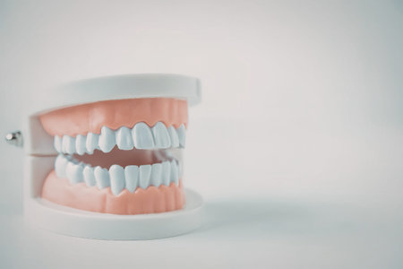 A dental model with white teeth on a white background, showcasing a set of upper and lower teeth.