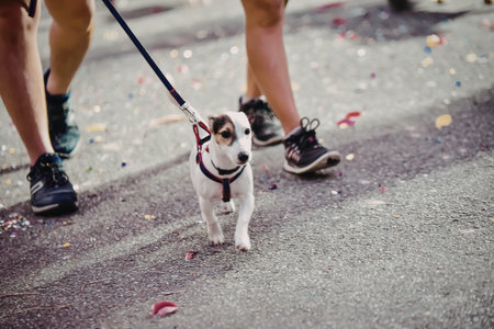 A person walking a small white dog with brown spots on a leash on a paved road with confetti.