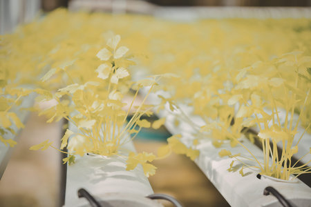 Rows of green plants growing in a hydroponic system with water and nutrientsの写真素材