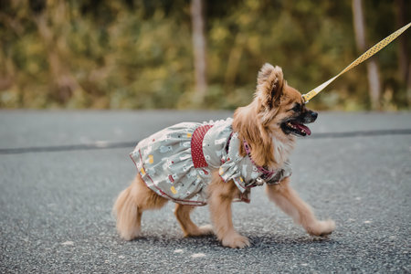 A dog wearing a dress is walking on a leash on an asphalt road with trees in the background.の写真素材