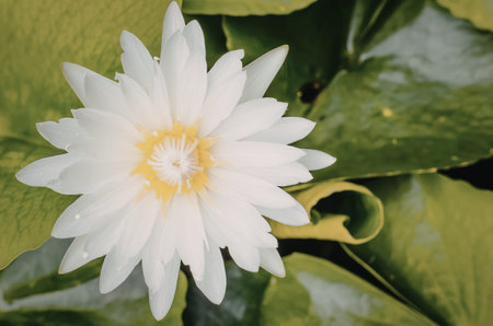 A close-up view of a white flower with a yellow center surrounded by green leaves.の写真素材