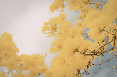 A close-up view of vibrant yellow flowers on a tree branch against a clear blue sky.の写真素材